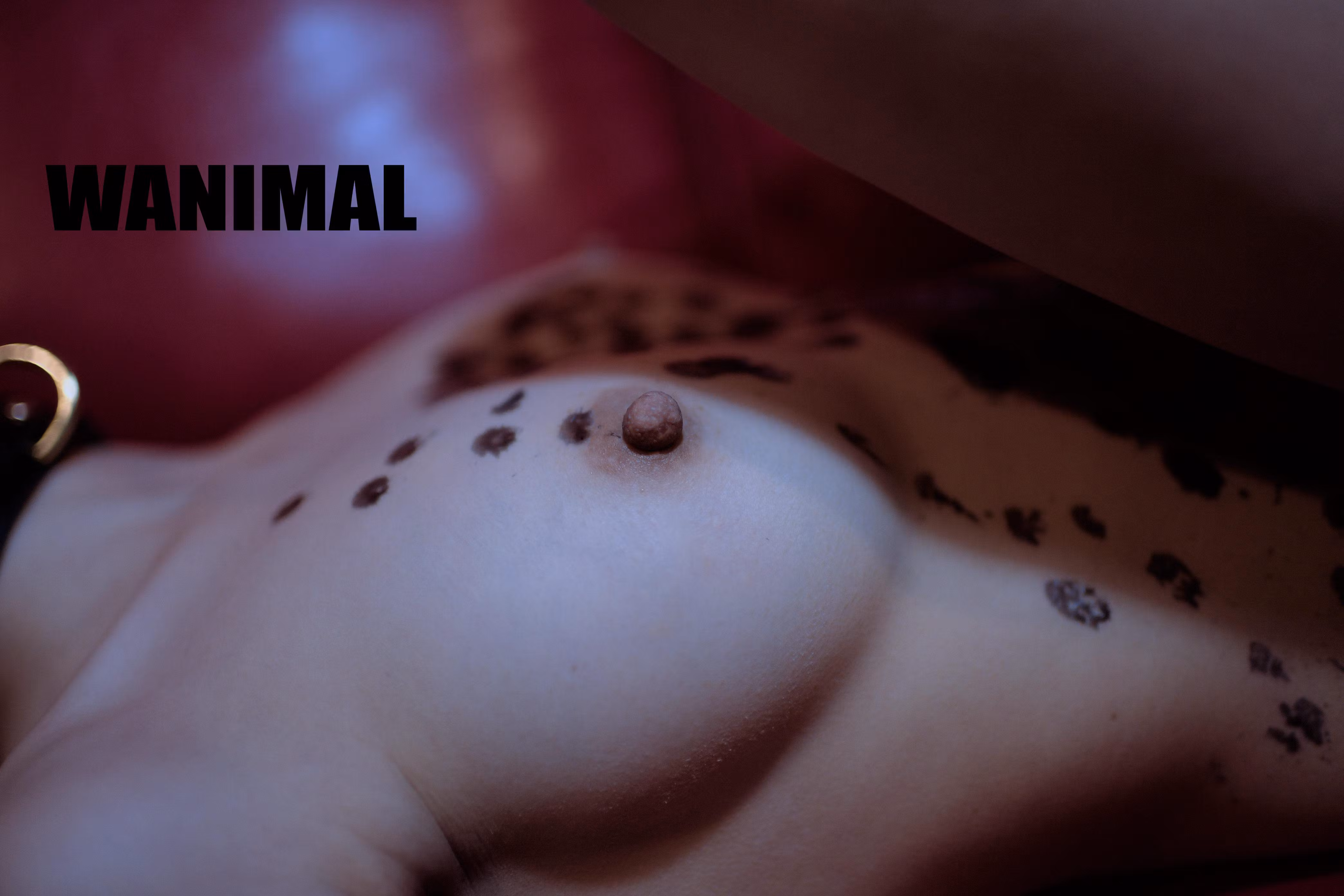王动WANIMAL模型身穿绳索在室内展现绳缚姿势